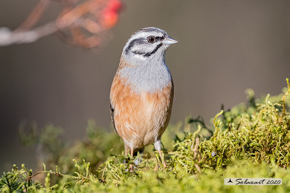 Emberiza cia: Zigolo muciatto (maschio); Rock bunting (male)