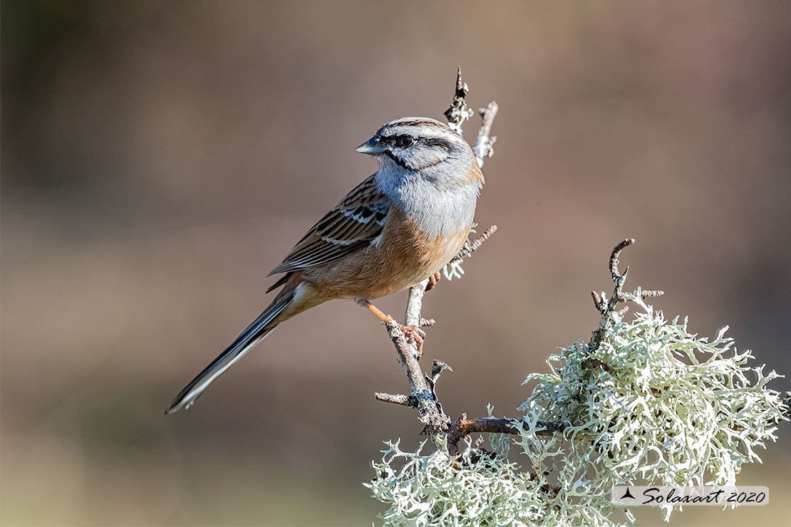 Emberiza cia: Zigolo muciatto (maschio); Rock bunting (male)