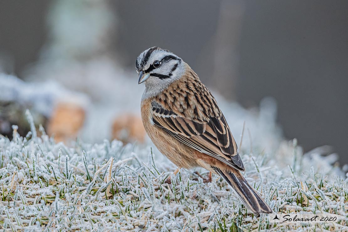 Emberiza cia: Zigolo muciatto (maschio); Rock bunting (male)