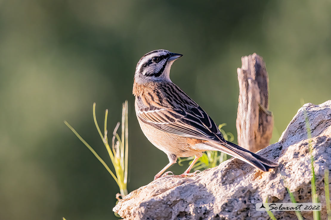 Emberiza cia: Zigolo muciatto (maschio); Rock bunting (male)