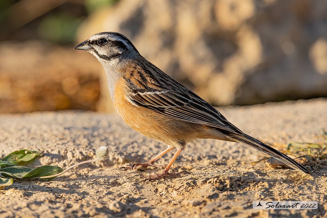 Emberiza cia: Zigolo muciatto (maschio); Rock bunting (male)