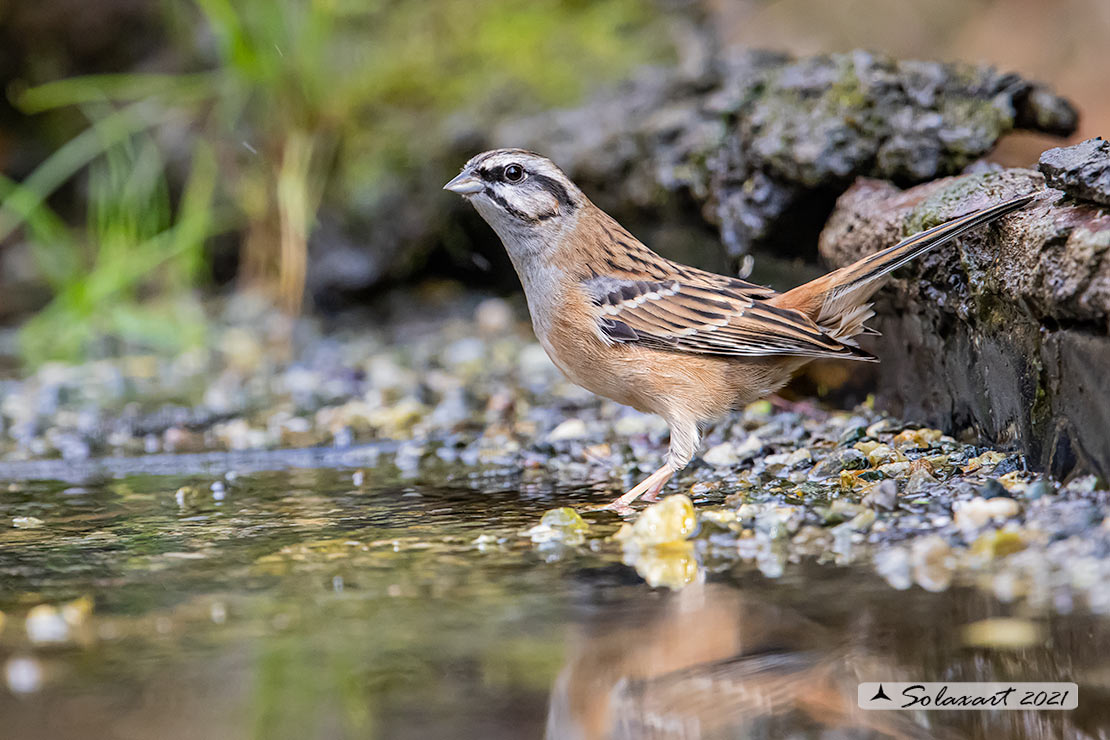 Emberiza cia: Zigolo muciatto (maschio); Rock bunting (male)