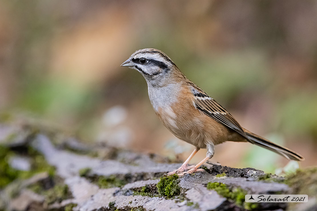 Emberiza cia: Zigolo muciatto (maschio); Rock bunting (male)