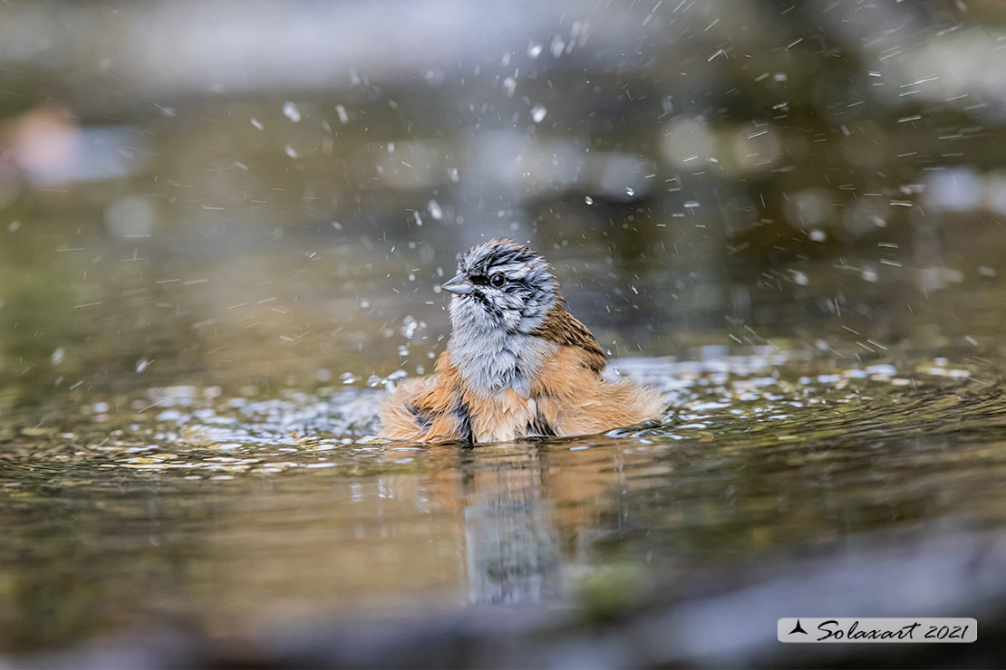 Emberiza cia: Zigolo muciatto (maschio); Rock bunting (male)