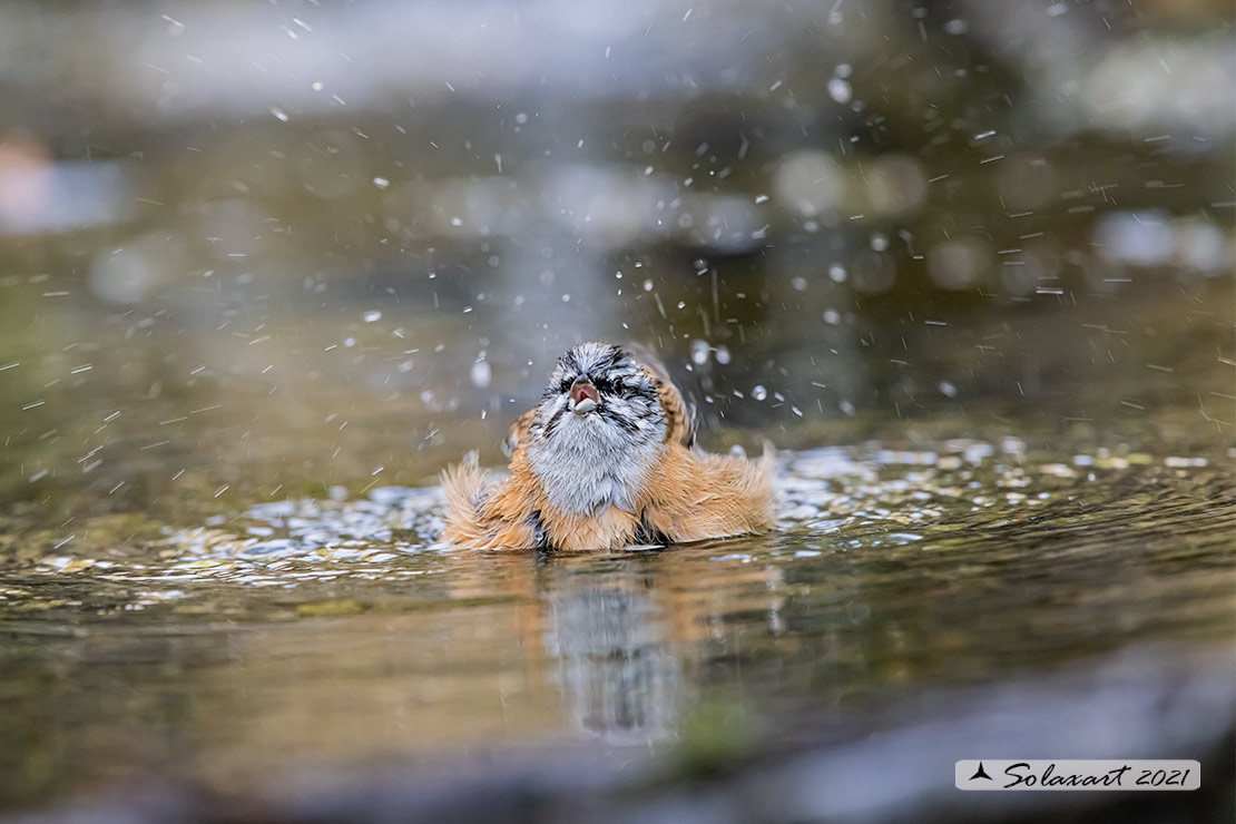 Emberiza cia: Zigolo muciatto (maschio); Rock bunting (male)