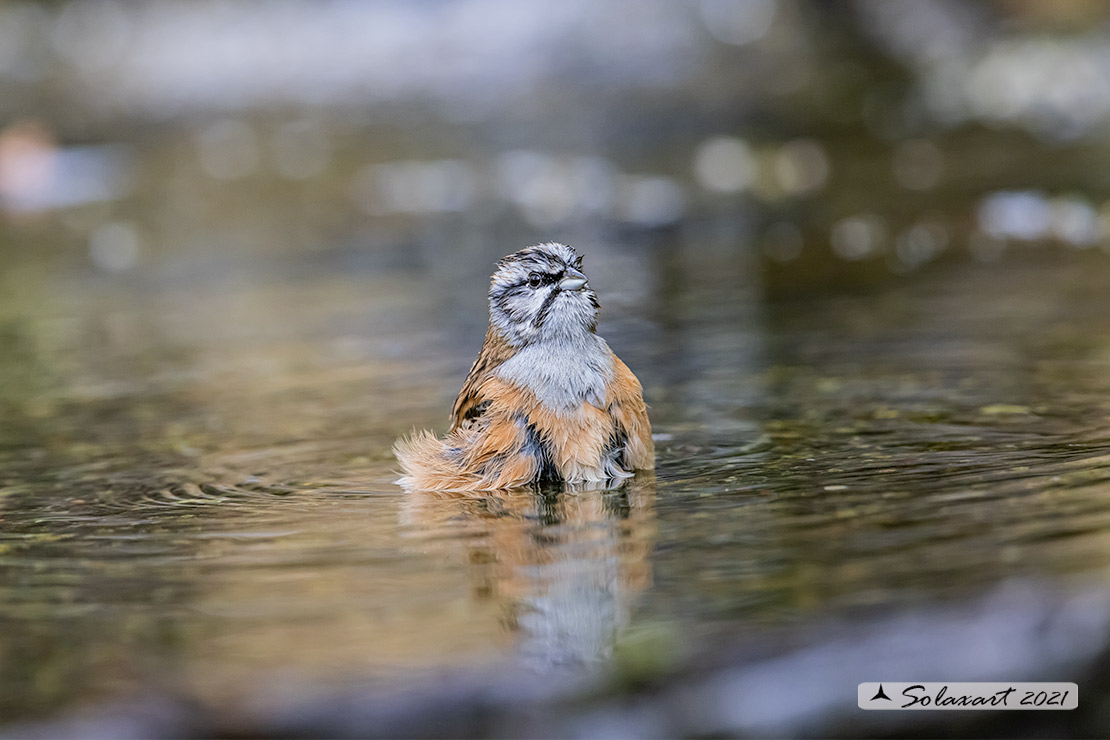 Emberiza cia: Zigolo muciatto (maschio); Rock bunting (male)