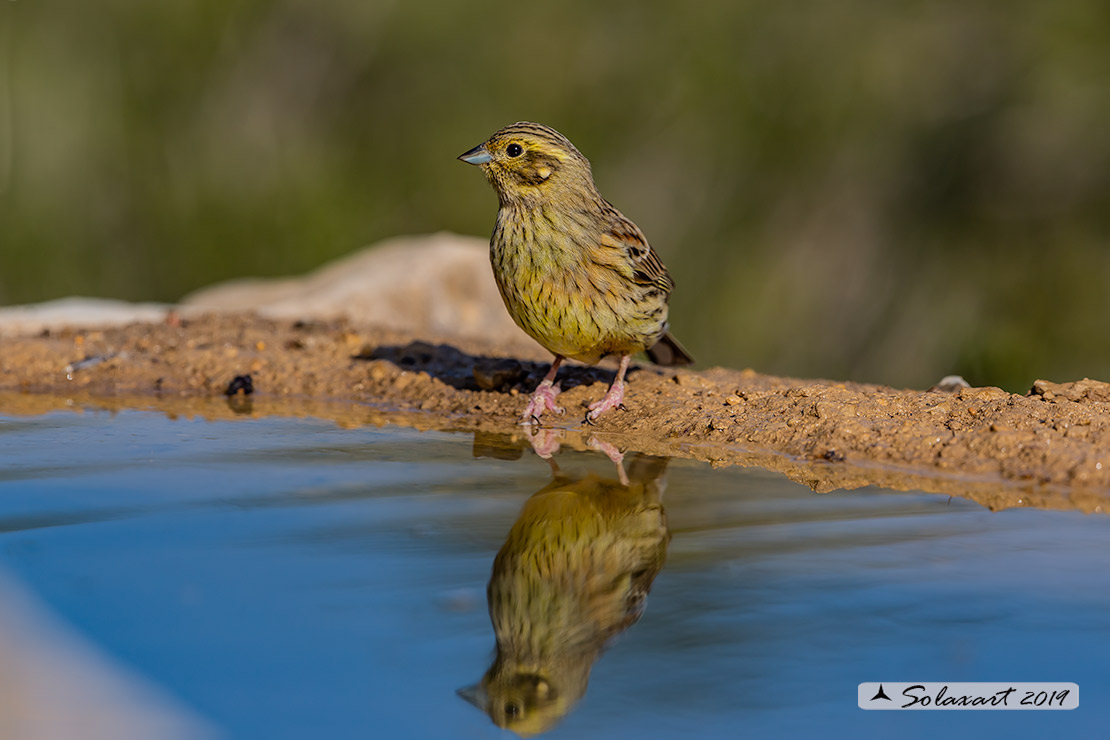 Emberiza cirlus: Zigolo nero (femmina) ;  Cirl bunting (female)