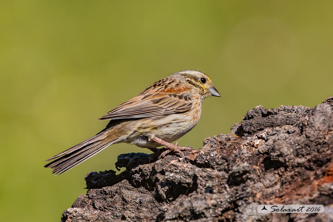 Emberiza cirlus: Zigolo nero (femmina) ;  Cirl bunting (female)