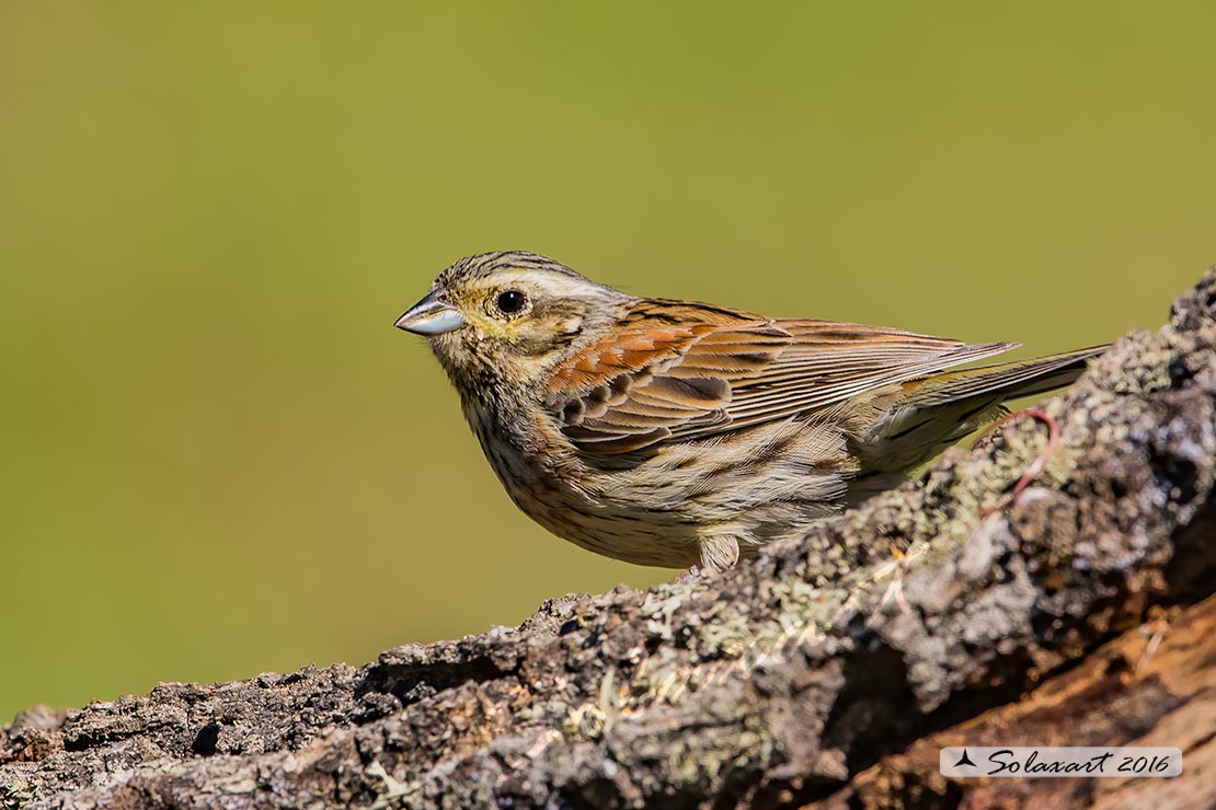 Emberiza cirlus: Zigolo nero (femmina) ;  Cirl bunting (female)