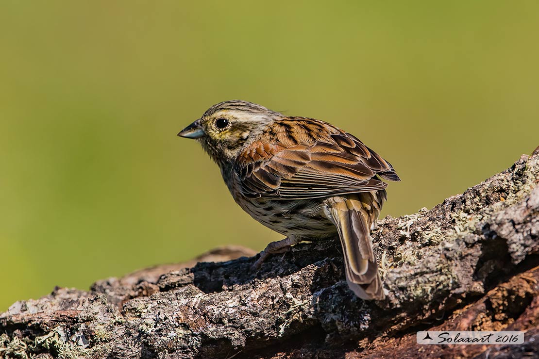 Emberiza cirlus: Zigolo nero (femmina) ;  Cirl bunting (female)