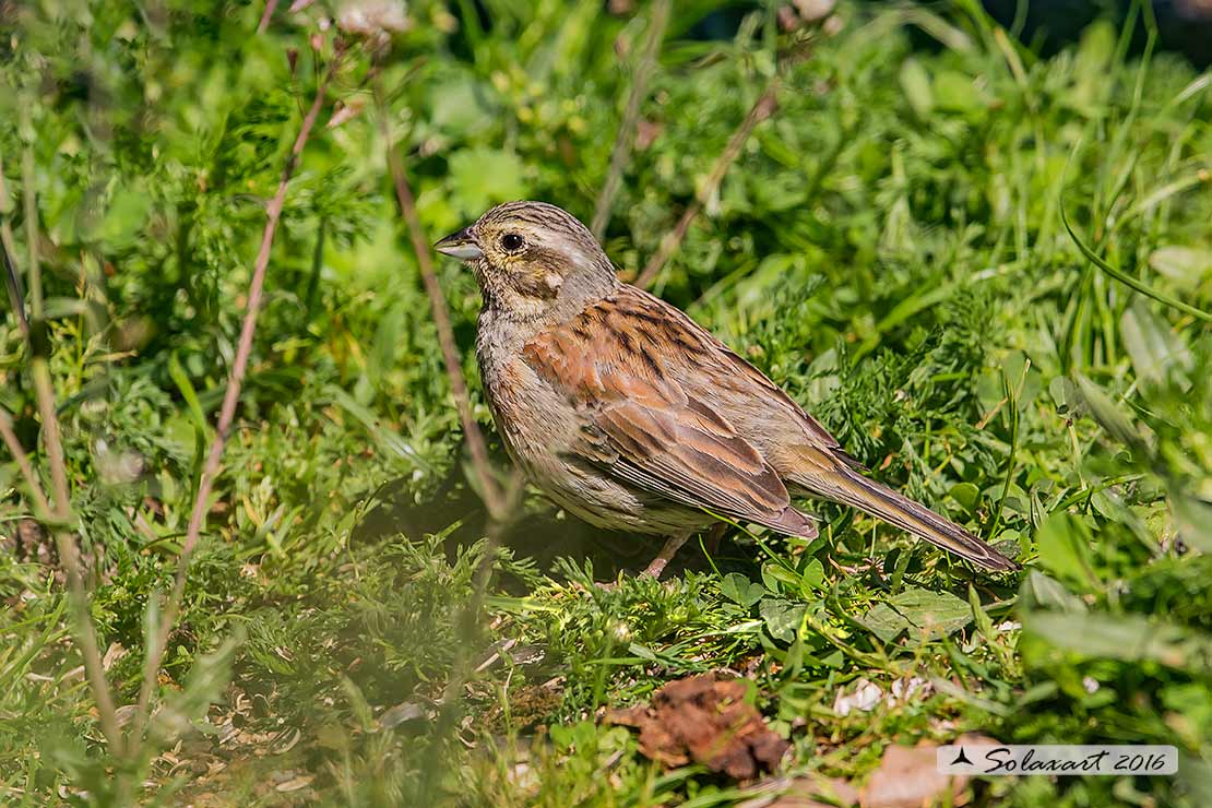 Emberiza cirlus: Zigolo nero (femmina) ;  Cirl bunting (female)