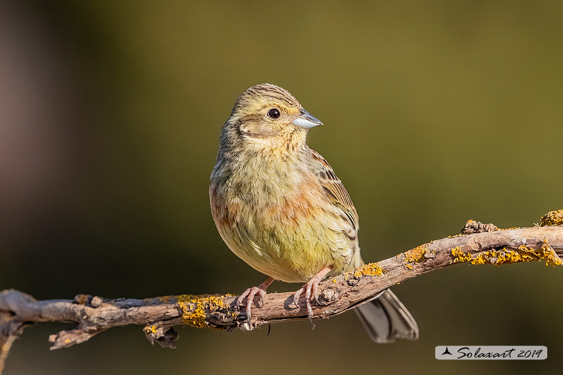 Emberiza cirlus: Zigolo nero (femmina) ;  Cirl bunting (female)