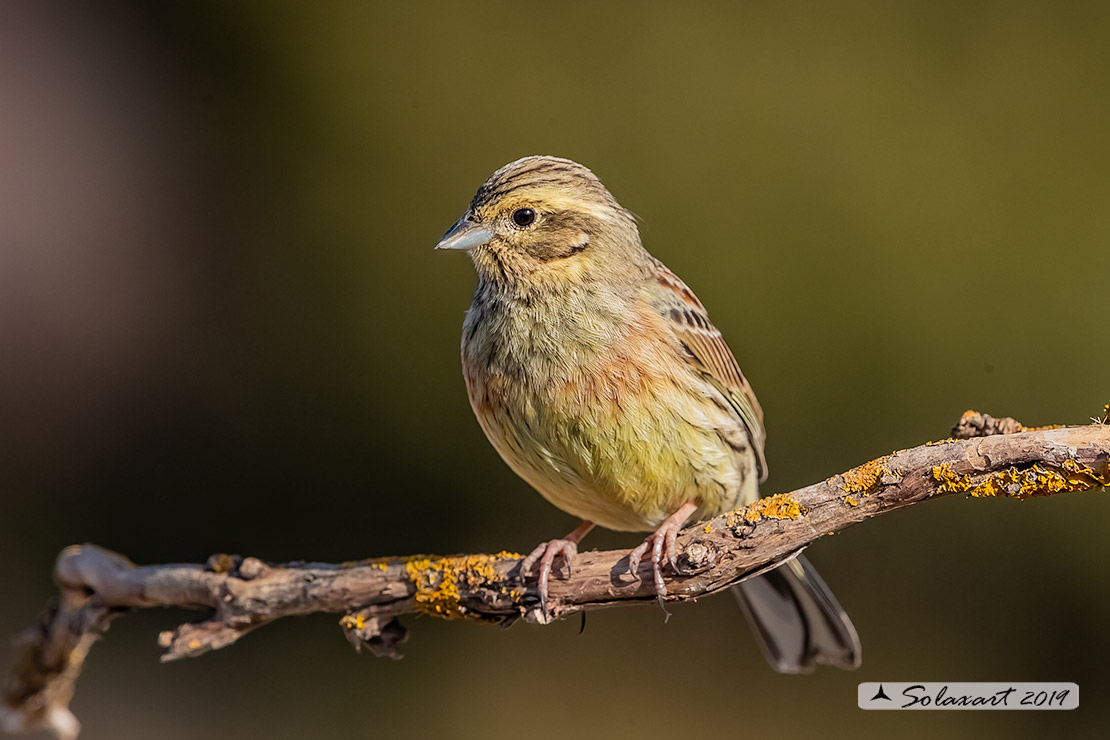 Emberiza cirlus: Zigolo nero (femmina) ;  Cirl bunting (female)