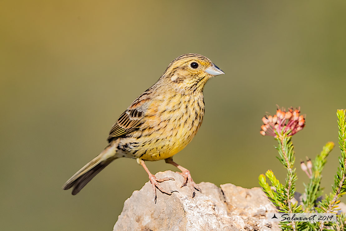 Emberiza cirlus: Zigolo nero (femmina) ;  Cirl bunting (female)