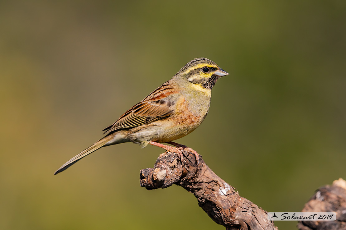 Emberiza cirlus:  Zigolo nero (maschio) ; Cirl bunting (male)