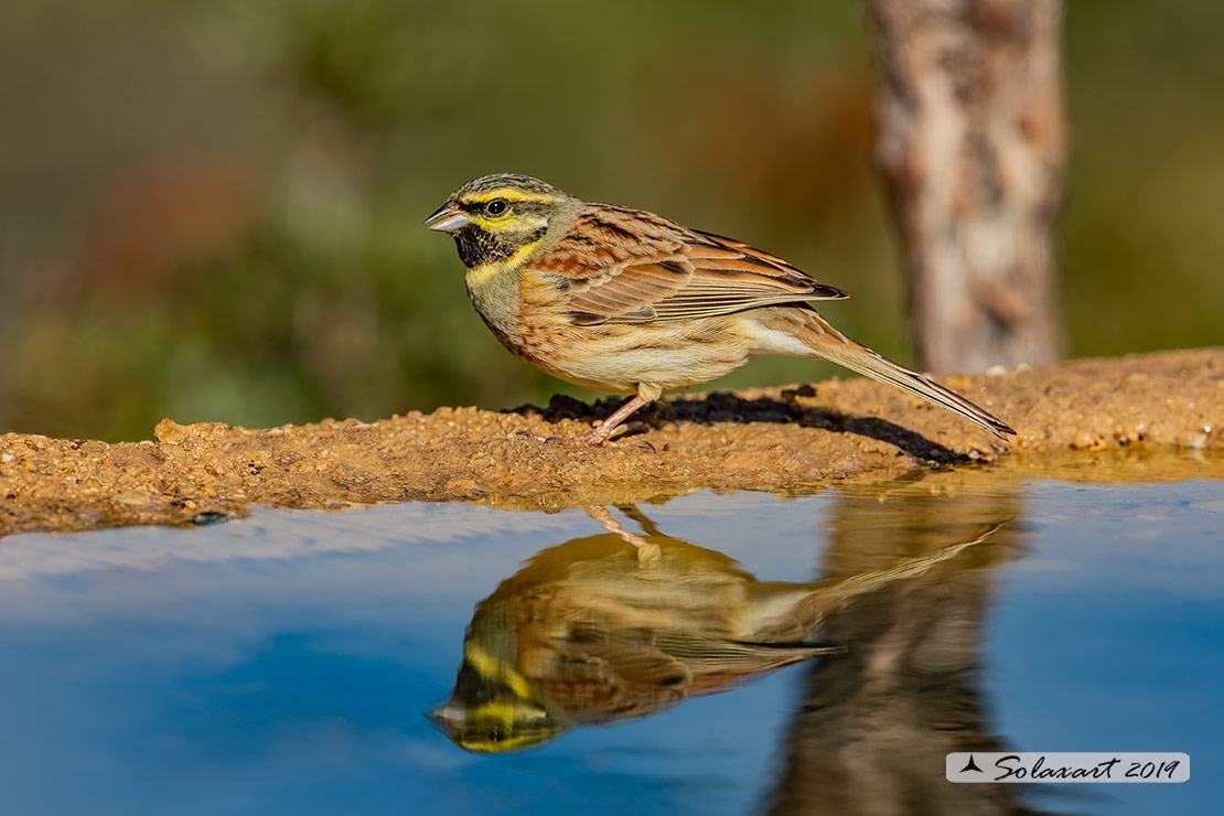 Emberiza cirlus:  Zigolo nero (maschio) ; Cirl bunting (male)