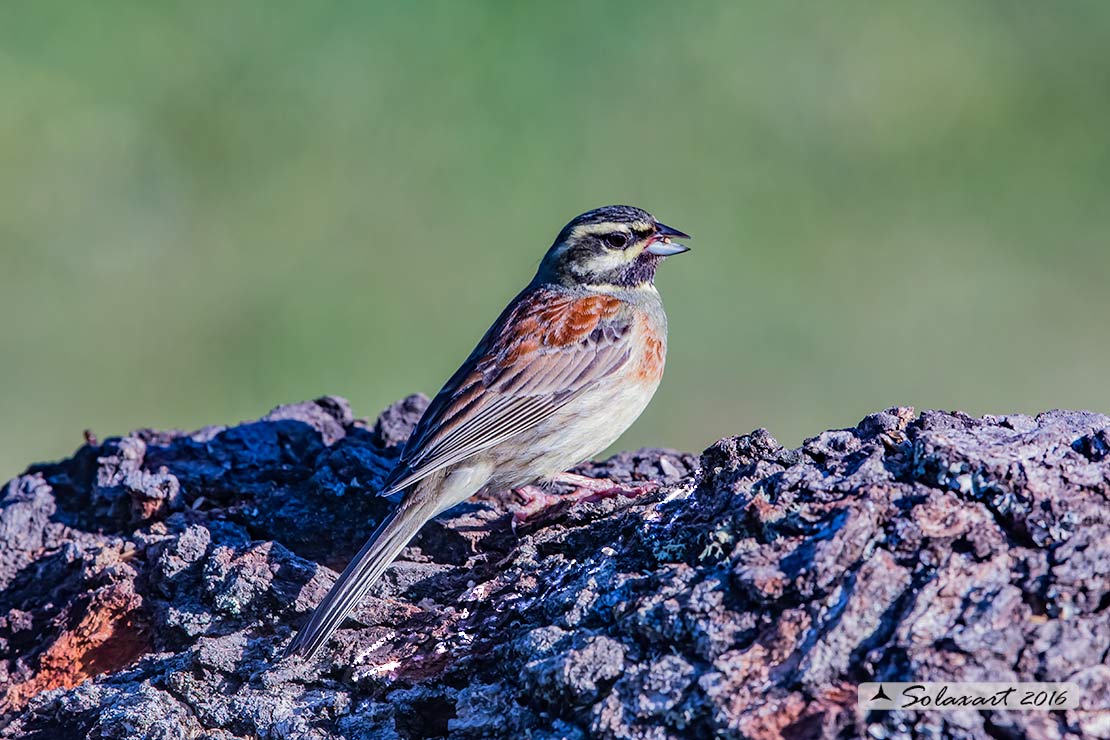 Emberiza cirlus:  Zigolo nero (maschio) ; Cirl bunting (male)