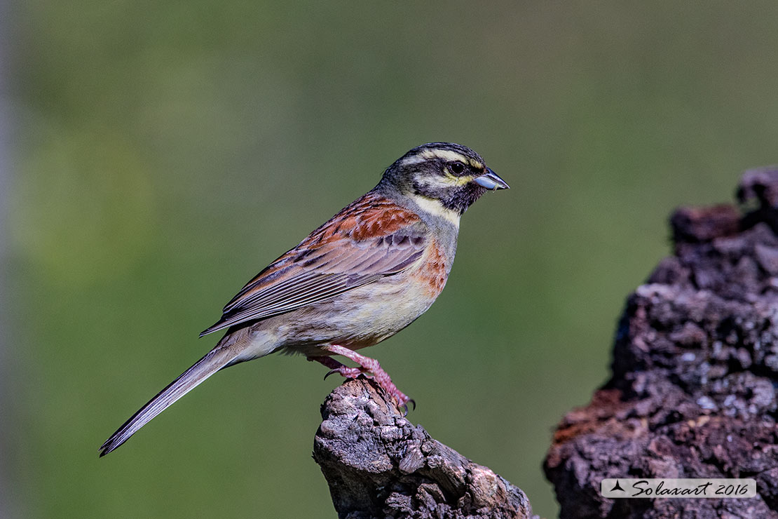 Emberiza cirlus:  Zigolo nero (maschio) ; Cirl bunting (male)