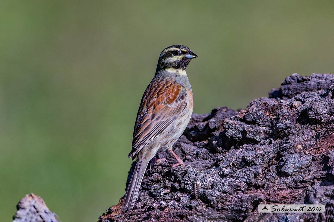 Emberiza cirlus:  Zigolo nero (maschio) ; Cirl bunting (male)