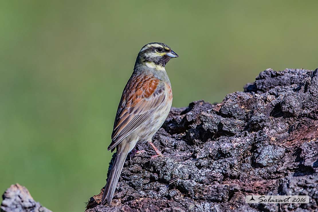 Emberiza cirlus:  Zigolo nero (maschio) ; Cirl bunting (male)