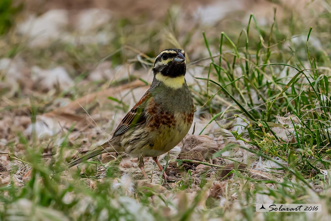 Emberiza cirlus:  Zigolo nero (maschio) ; Cirl bunting (male)