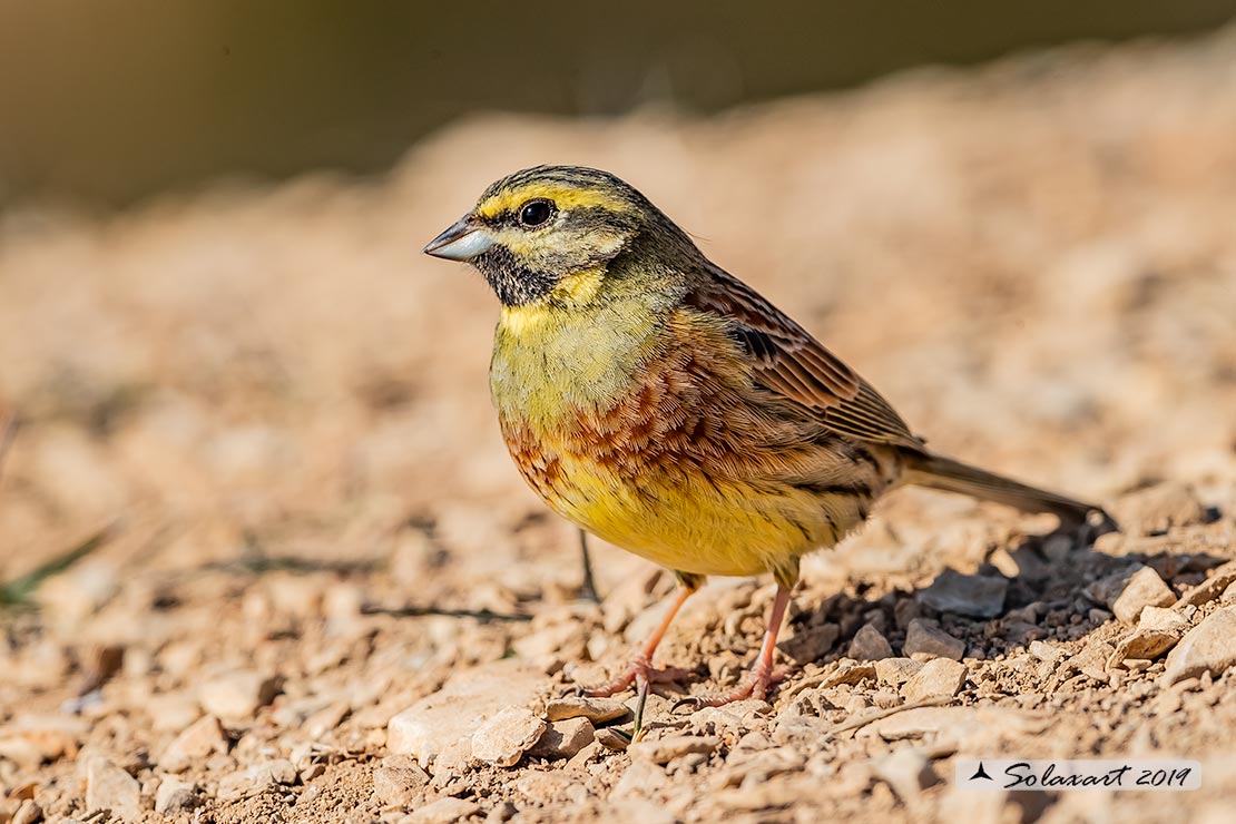 Emberiza cirlus:  Zigolo nero (maschio) ; Cirl bunting (male)