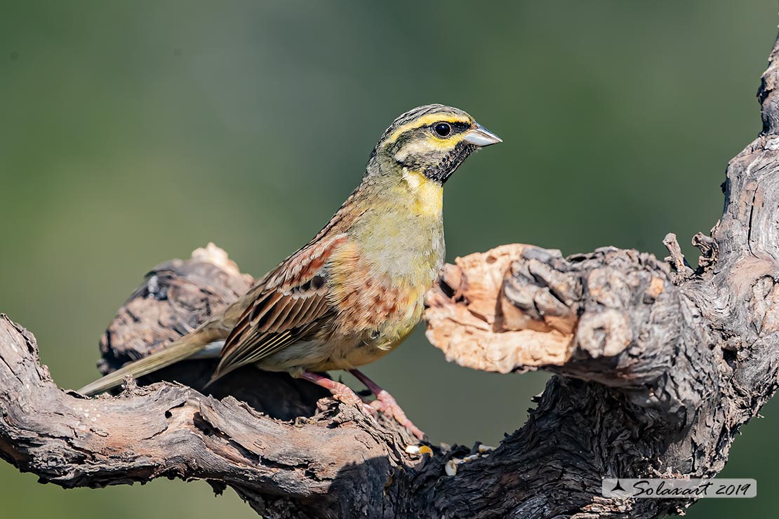 Emberiza cirlus:  Zigolo nero (maschio) ; Cirl bunting (male)