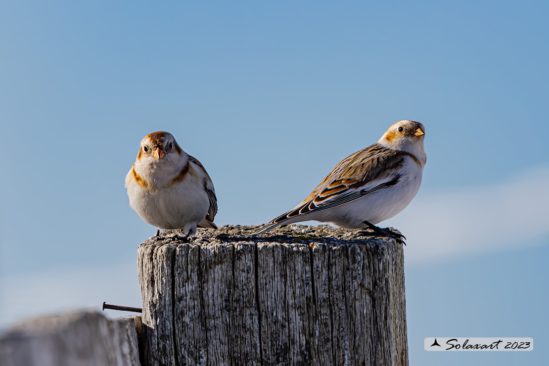 Plectrophenax nivalis:  Zigolo delle nevi (femmina); Snow bunting (female)