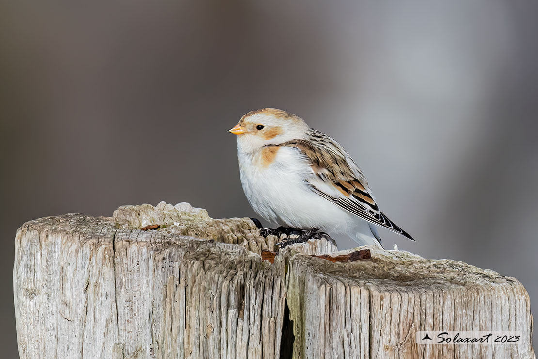 Plectrophenax nivalis:  Zigolo delle nevi (femmina); Snow bunting (female)