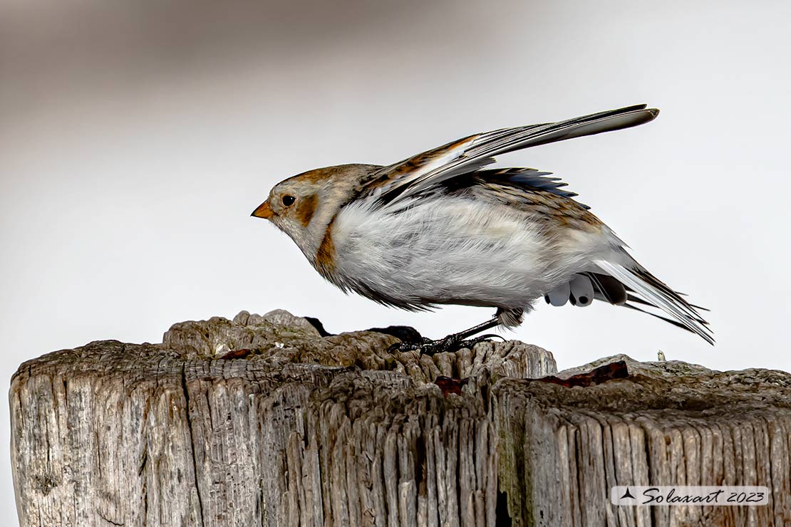 Plectrophenax nivalis:  Zigolo delle nevi (femmina); Snow bunting (female)