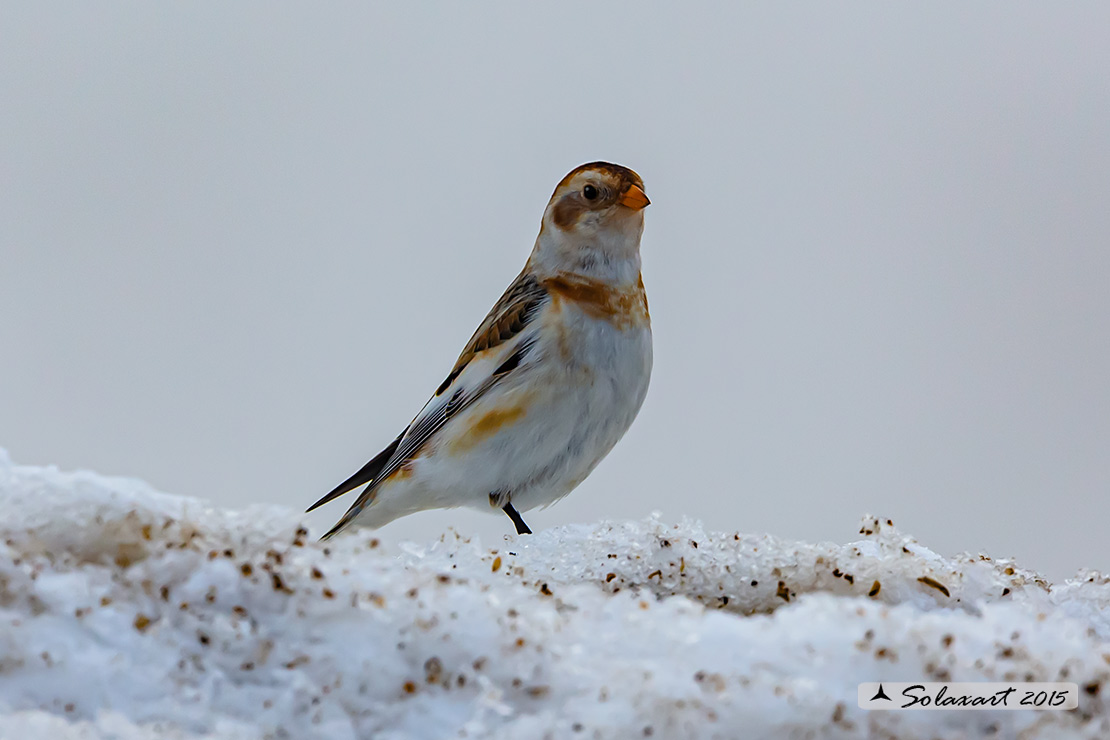 Plectrophenax nivalis:  Zigolo delle nevi (femmina); Snow bunting (female)