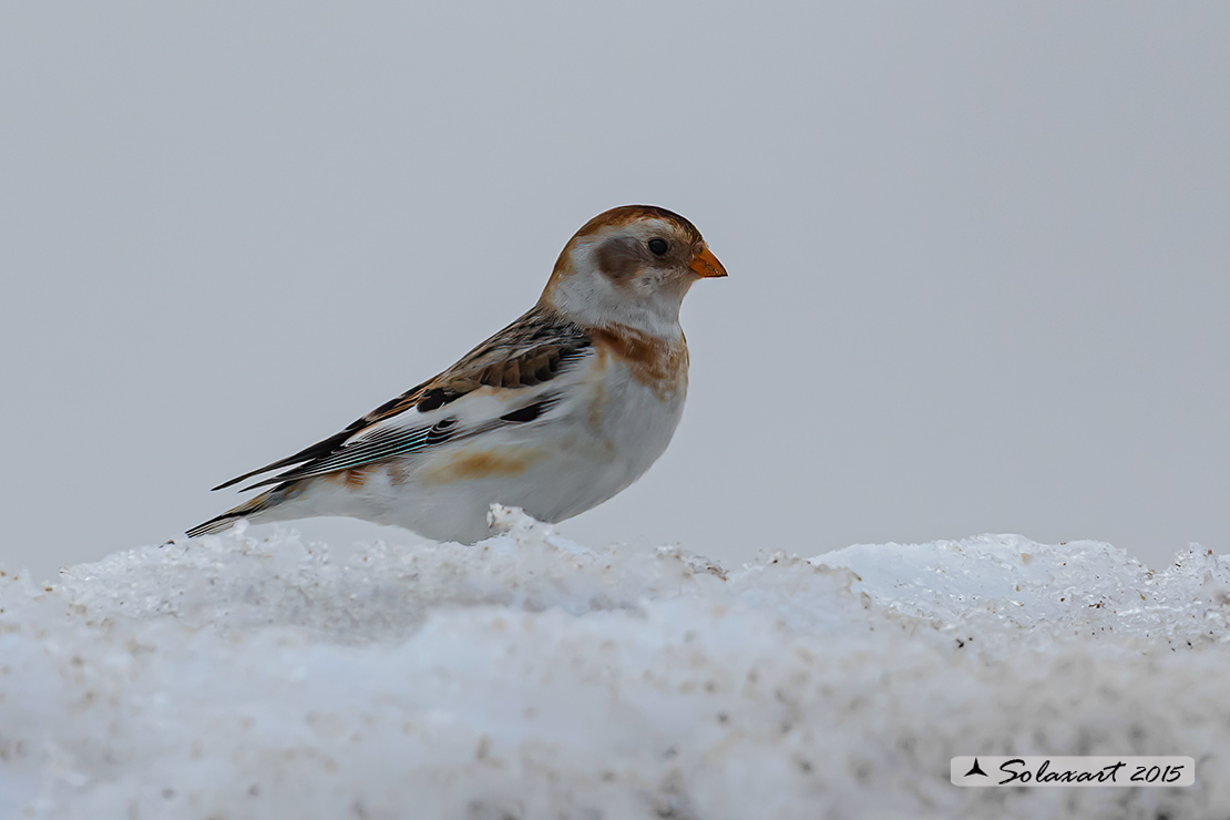 Plectrophenax nivalis:  Zigolo delle nevi (femmina); Snow bunting (female)