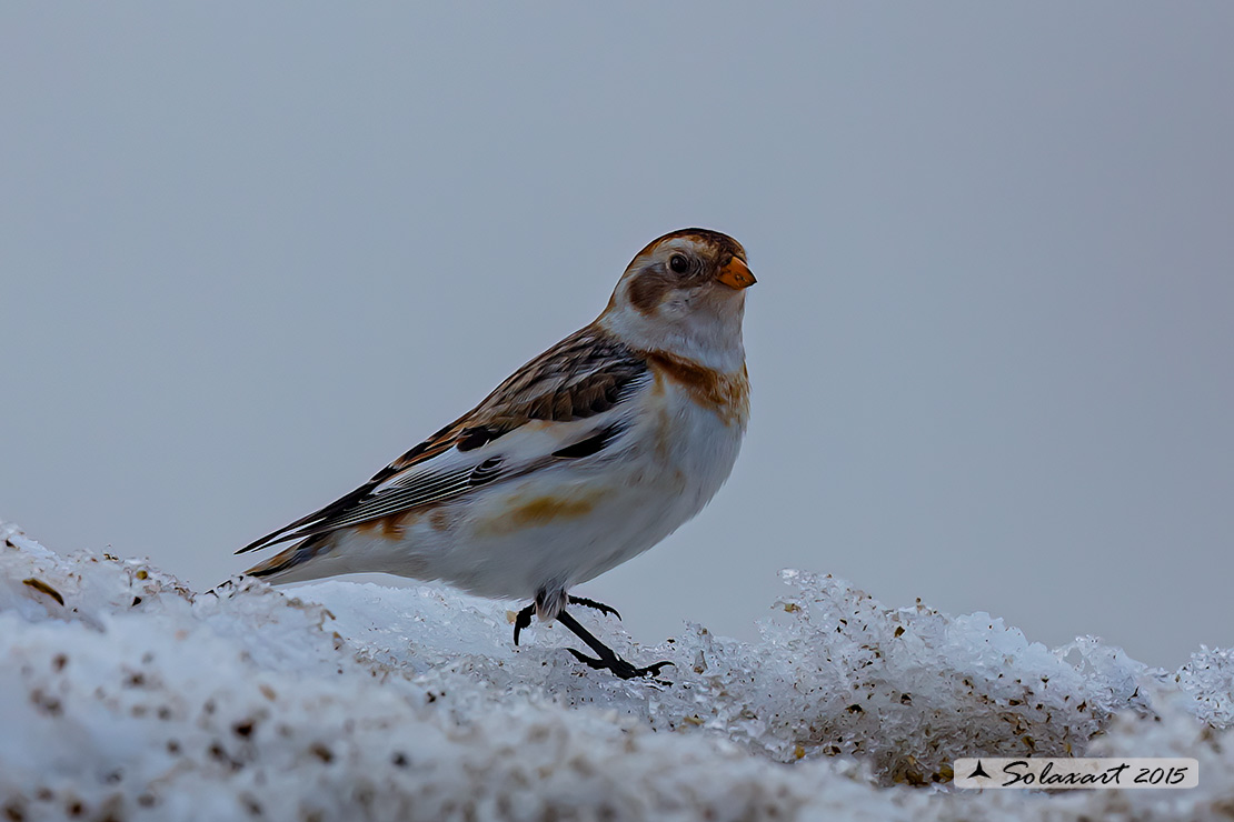 Plectrophenax nivalis:  Zigolo delle nevi (femmina); Snow bunting (female)