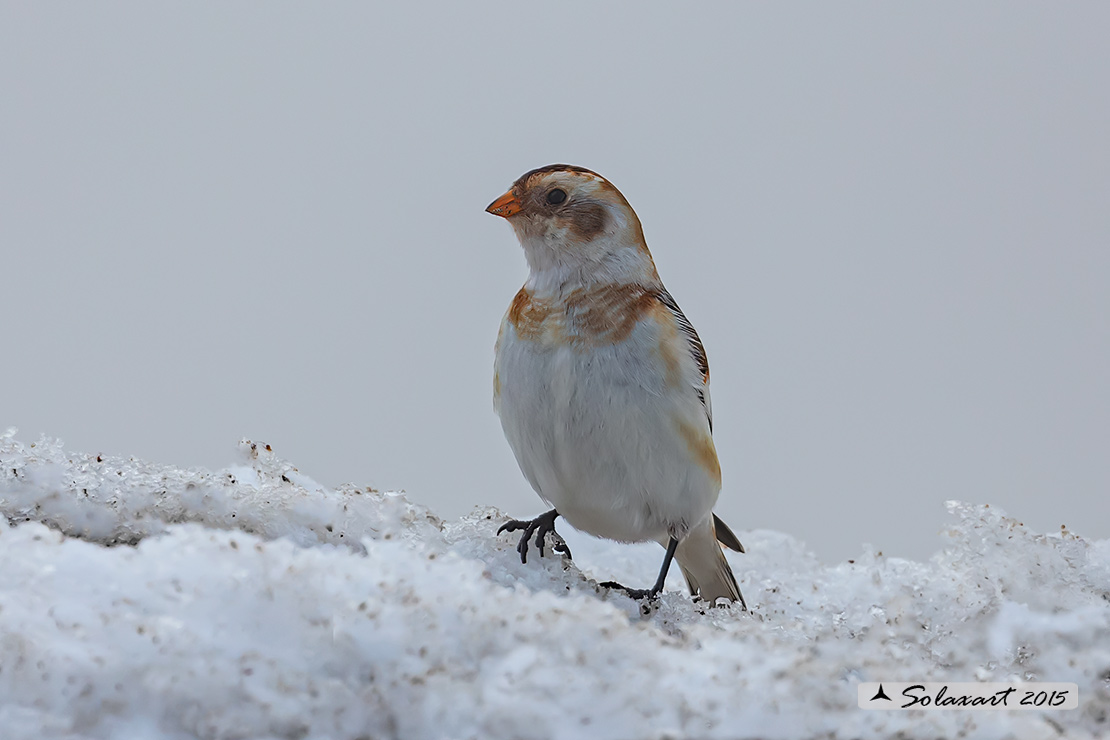 Plectrophenax nivalis:  Zigolo delle nevi (femmina); Snow bunting (female)