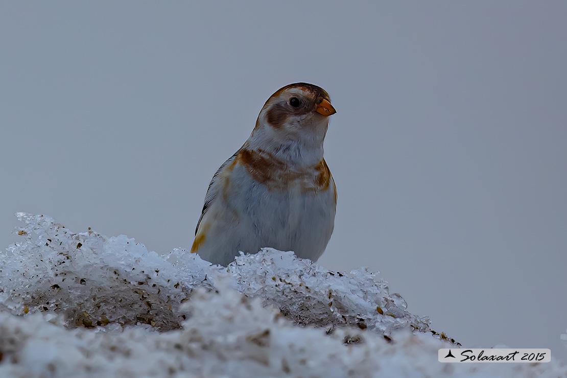 Plectrophenax nivalis:  Zigolo delle nevi (femmina); Snow bunting (female)