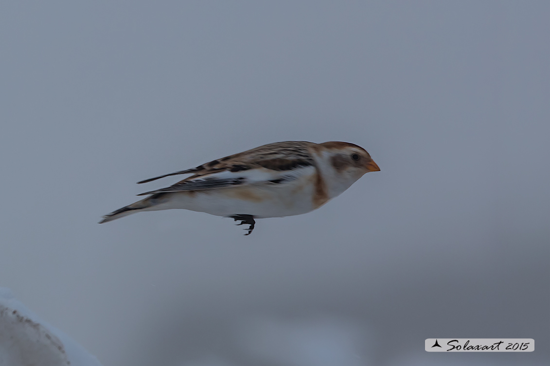 Plectrophenax nivalis:  Zigolo delle nevi (femmina); Snow bunting (female)