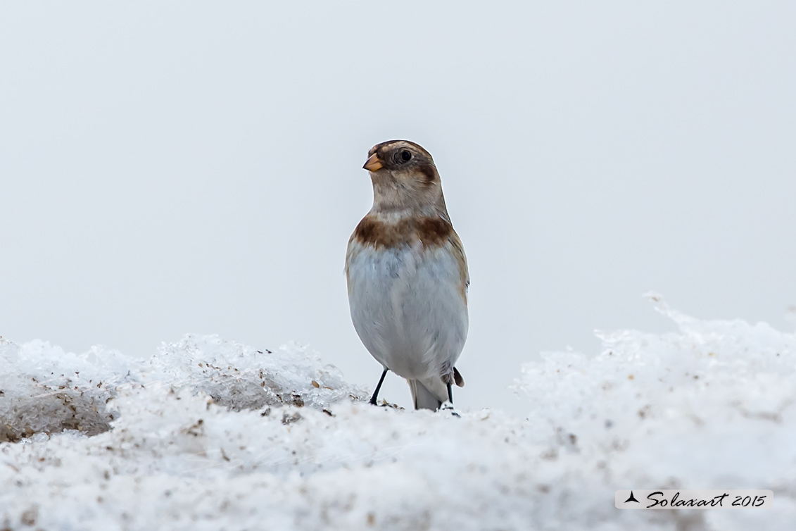 Plectrophenax nivalis:  Zigolo delle nevi (maschio); Snow bunting (male)