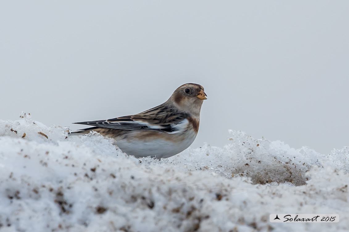 Plectrophenax nivalis:  Zigolo delle nevi (maschio); Snow bunting (male)