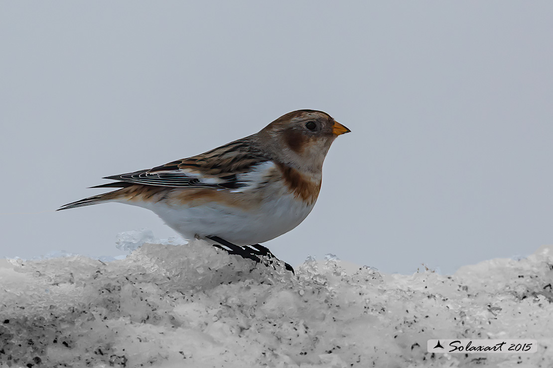 Plectrophenax nivalis:  Zigolo delle nevi (maschio); Snow bunting (male)