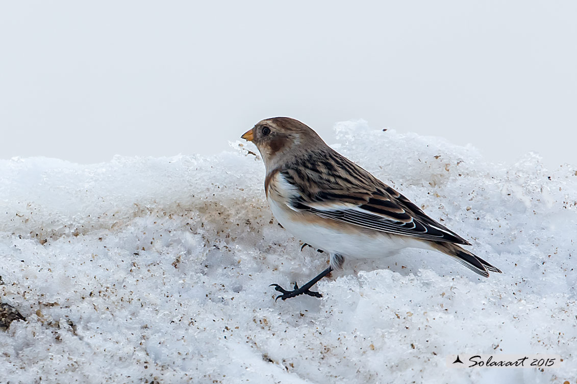 Plectrophenax nivalis:  Zigolo delle nevi (maschio); Snow bunting (male)