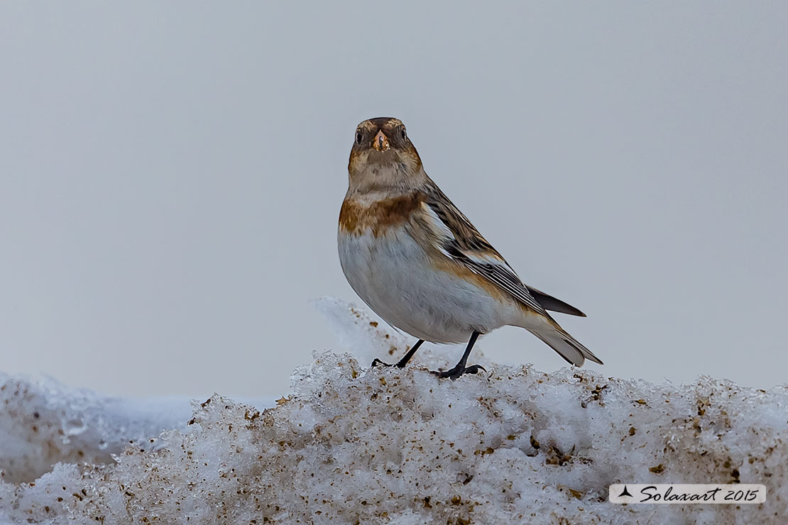 Plectrophenax nivalis:  Zigolo delle nevi (maschio); Snow bunting (male)